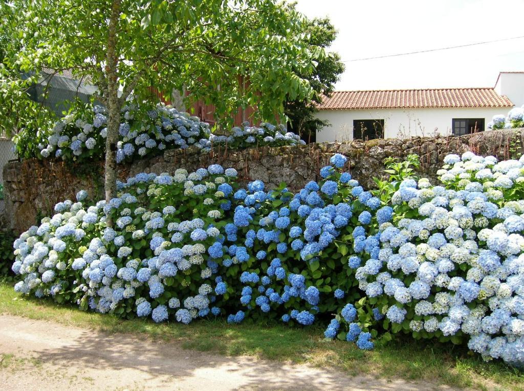 Quinta De Luou Villa Santa Cruz do Lima Værelse billede